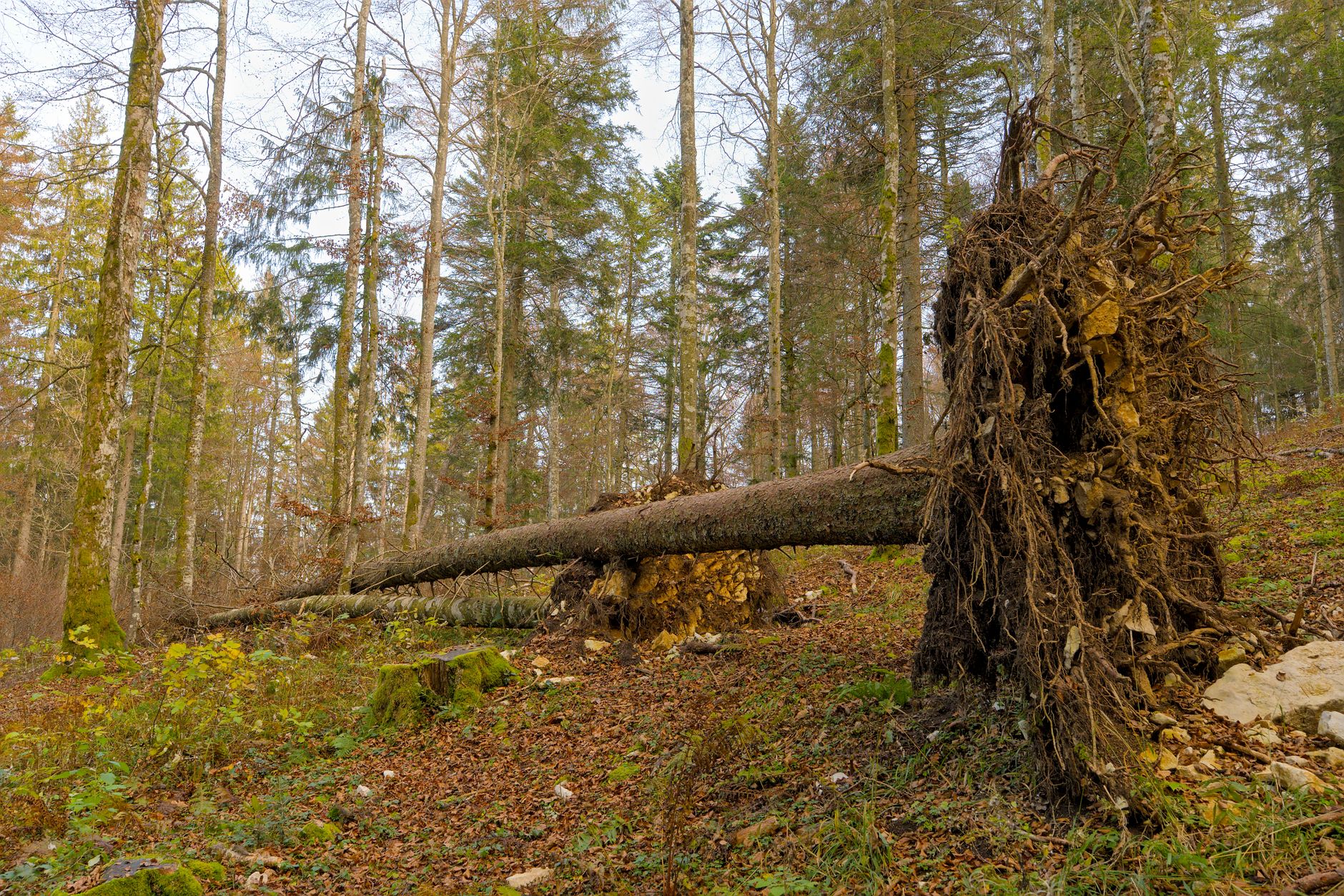Enlèvement arbre urgence à Vitrolles